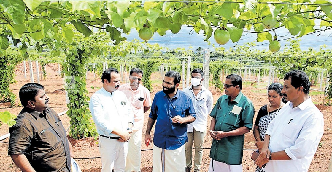 കിനാനൂർ കരിന്തളം മാതൃകാ പാഷൻഫ്രൂട്ട് ഗ്രാമമാക്കുന്നതിനു മുന്നോടിയായി കെസിസിപിഎൽ തലയടുക്കം യൂണിറ്റിലെ പാഷൻഫ്രൂട്ട് തോട്ടത്തിലെത്തിയ ചെയർമാൻ മുൻ എംഎൽഎ ടി.വി.രാജേഷ്, മാനേജിങ് ഡയറക്ടർ ആനക്കൈ ബാലകൃഷ്ണൻ എന്നിവർ കിനാനൂർ കരിന്തളം പഞ്ചായത്ത് പ്രസിഡന്റ് ടി.കെ.രവി ഉൾപ്പെടെയുള്ളവരുമായി ചർച്ചയിൽ.  