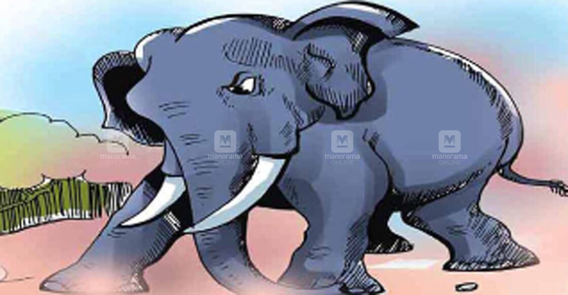 elephant elephant