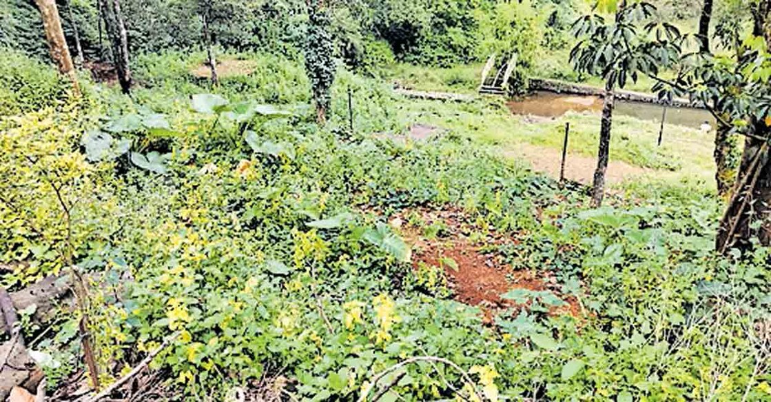 kasargod-Land-identified-for-development-work-at-Ranipuram-DTPC-Resort റാണിപുരം ഡിടിപിസി റിസോർട്ടിൽ വികസന പ്രവൃത്തികൾക്കായി കണ്ടെത്തിയ സ്ഥലം കാട് പിടിച്ച നിലയിൽ.