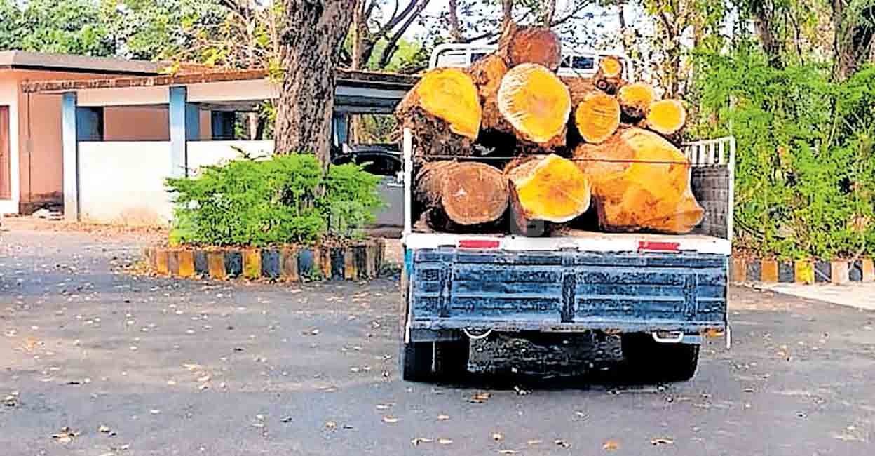 കാഞ്ഞങ്ങാട് വിശ്രമമന്ദിര പരിസരത്ത് നിന്നു മരം മുറിച്ചു വാഹനത്തിൽ കടത്തുന്നു.  