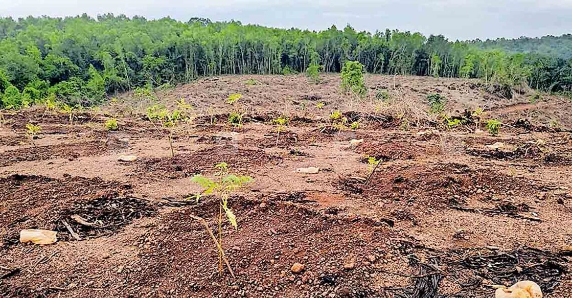kasargod-bobikaanam-acacia-tree-cutting മുളിയാർ പഞ്ചായത്തിലെ ഓംബ വനത്തിൽ അക്കേഷ്യ–മാഞ്ചിയം മരങ്ങൾ മുറിച്ചു മാറ്റി സ്വാഭാവിക മരത്തൈകൾ നട്ടപ്പോൾ.