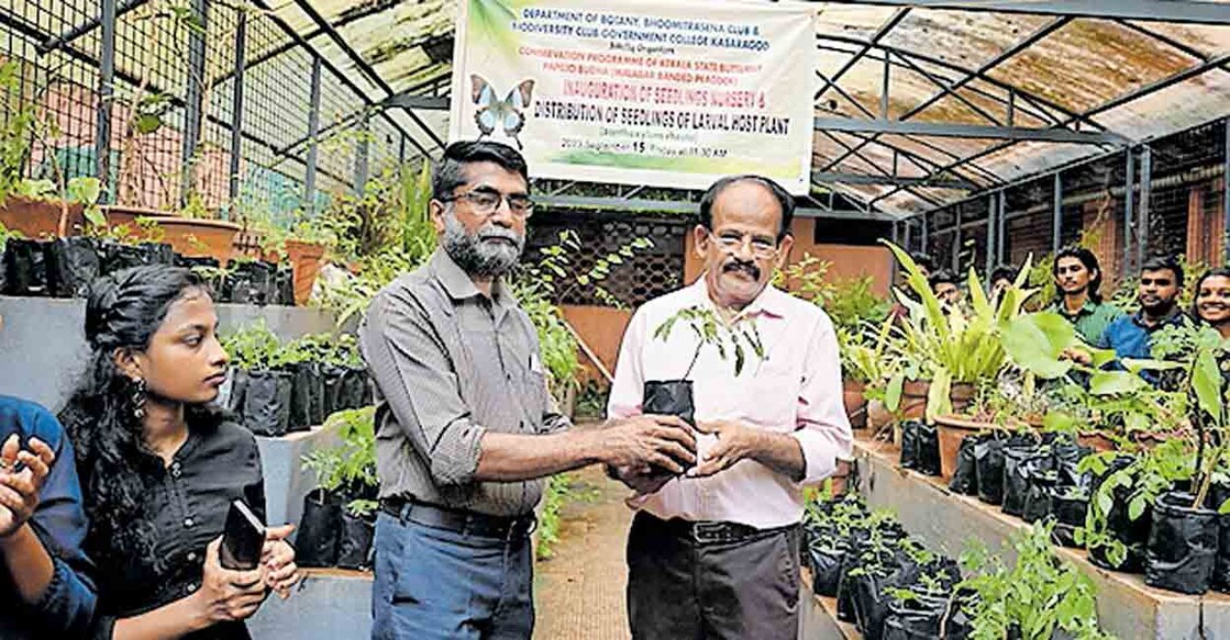 കാസർകോട് ഗവ.കോളജിൽ ബോട്ടണി ഡിപ്പാർട്മെന്റ് ഒരുക്കിയ മുള്ളിലം ചെടികളുടെ നഴ്സറിയിലെ തൈകളുടെ വിതരണോദ്ഘാടനം കോളജ് പ്രിൻസിപ്പൽ വി.എസ്.അനിൽകുമാർ മുൻ പ്രിൻസിപ്പൽ വി.ഗോപിനാഥനു നൽകി ഉദ്ഘാടനം നിർവഹിക്കുന്നു 