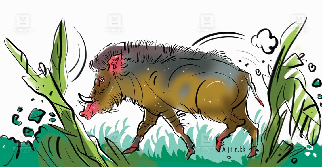 wild-boar-attack-injures-farmer
