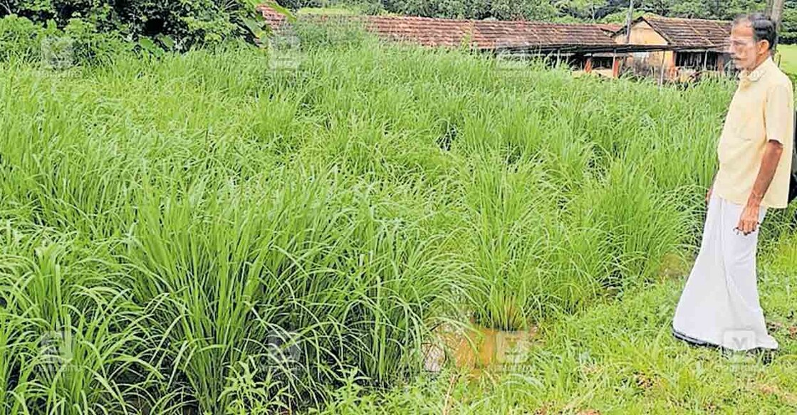 മംഗളൂരു കൃഷി വിജ്ഞാൻ കേന്ദ്രത്തിലെ പരീക്ഷണ നെൽകൃഷിക്കു സമീപം സത്യനാരായണ ബെളേരി.