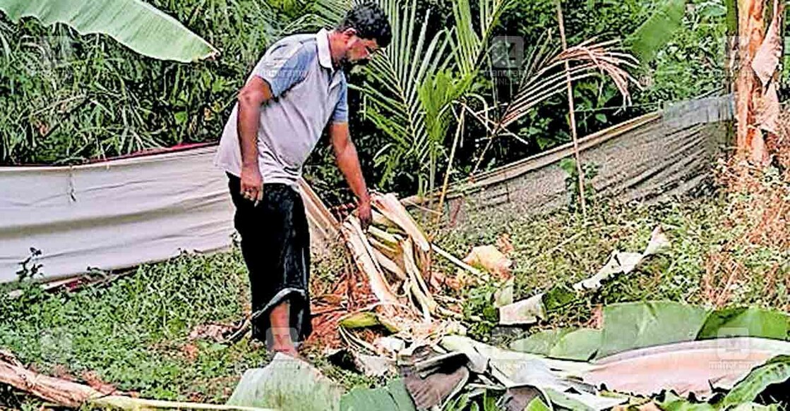 wild-boar അനിൽ വാഴുന്നോറടിയുടെ വാഴക്കൃഷി കാട്ടുപന്നി നശിപ്പിച്ച
നിലയിൽ.