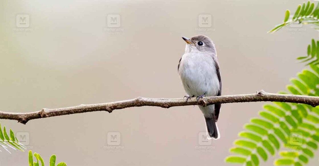 തവിട്ടു പാറ്റാ പിടിയൻ