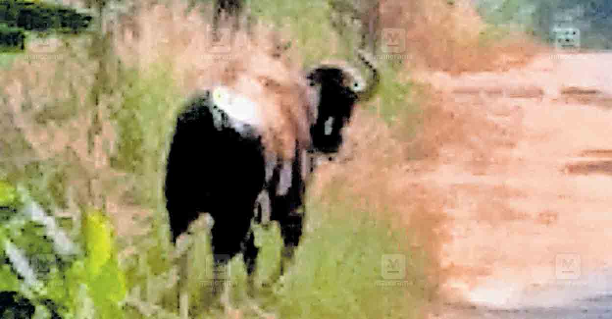 വയലിൽ കണ്ട കാട്ടുപോത്ത് കാടുകയറിയതായി സംശയം