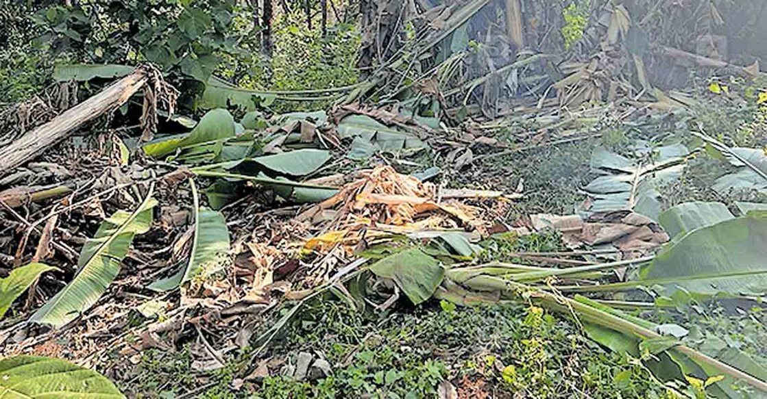 kasargod-elephant-conflict കാട്ടാനകൾ കൃഷി നശിപ്പിച്ച നിലയിൽ.