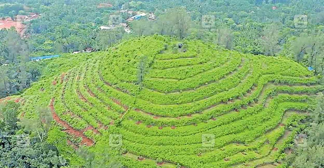 കുണ്ടാർ കാഷ്യു പ്രോജനി ഓർച്ചാഡിന്റെ മായിലാംകോട്ടയിലെ ഫലവൃക്ഷത്തോട്ടം .  