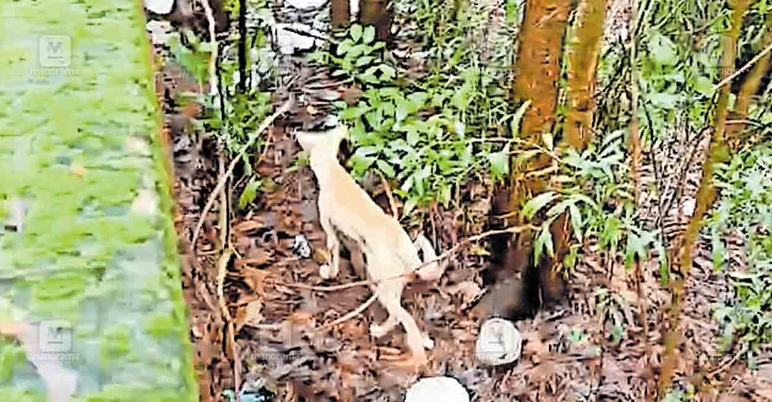 കലക്ടറേറ്റിൽ മതിൽക്കെട്ടിനുള്ളിൽ കുടുങ്ങിയ നായ.  