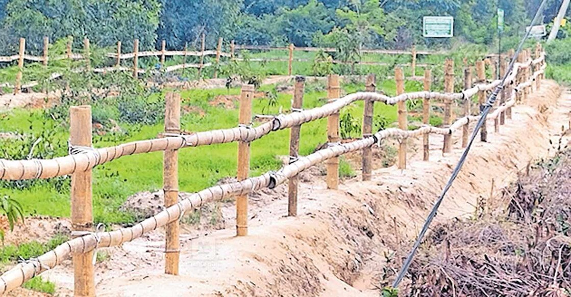 mango-cultivation തൃക്കരിപ്പൂരിലെ നാട്ടുമാവുകളും ഫലവൃക്ഷങ്ങളും സംരക്ഷിക്കാനുള്ള പദ്ധതിയുടെ ഭാഗമായി പണിതു തുടങ്ങിയ സംരക്ഷണ വേലി.