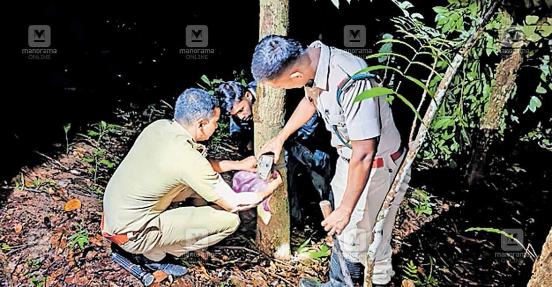 പെരുതടിയിൽ പുലിയിറങ്ങിയെന്ന സംശയത്തെത്തുടർന്ന് വനംവകുപ്പ് ജീവനക്കാർ ക്യാമറ സ്ഥാപിക്കുന്നു.  
