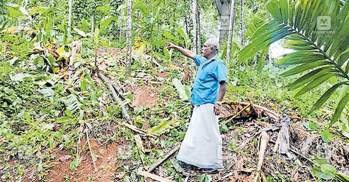 മാലോംപുഞ്ചയിലെ കാപ്പിൽ ലോപ്പസിന്റെ കാട്ടാനകൾ നശിപ്പിച്ച കൃഷിയിടം  