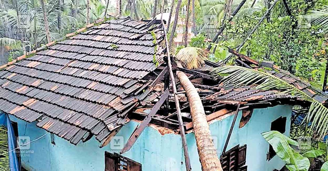 കാവുഞ്ചിറയിലെ എം.വി.കാർത്ത്യായനിയുടെ വീട് തെങ്ങ് വീണു തകർന്ന നിലയിൽ.