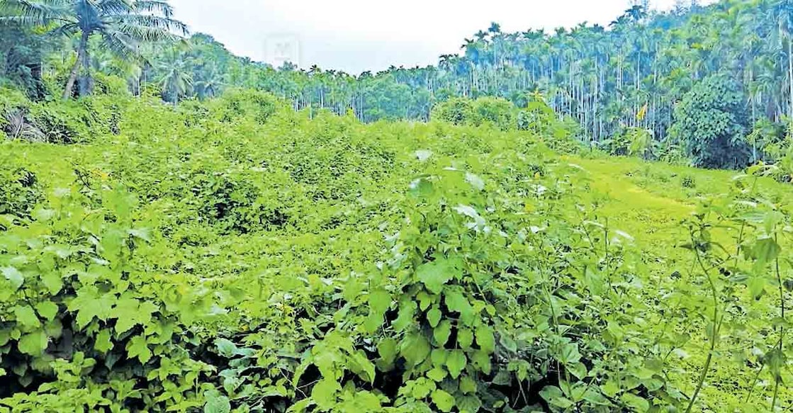 മുളിയാറിൽ വന്യമൃഗശല്യവും തൊഴിലാളിക്ഷാമവും കാരണം കൃഷി ചെയ്യാതെ തരിശിട്ട വയലുകൾ കാടുമൂടിയ നിലയിൽ.  