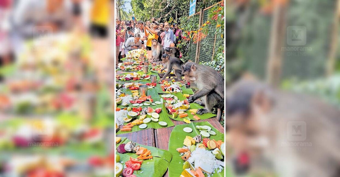 idayilakadu-vanara-sadya ഇടയിലക്കാട് കാവിൽ നവോദയ വായനശാല ഗ്രന്ഥാലയം ബാലവേദി ഒരുക്കിയ വാനരസദ്യയിൽ നിന്ന്.