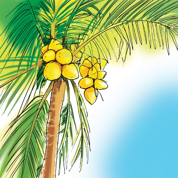 cocunut