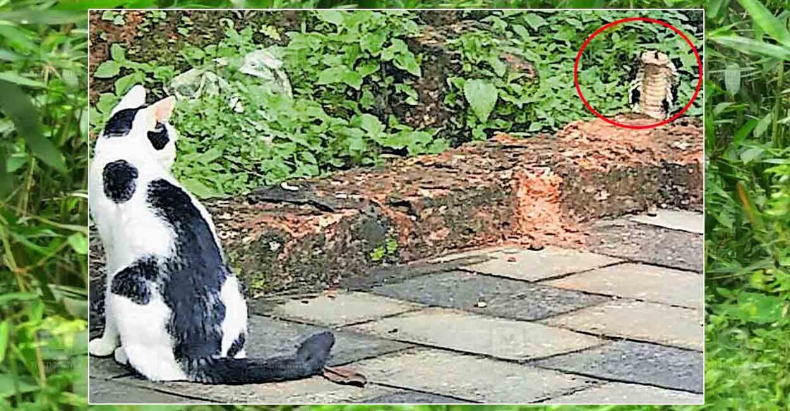 king-cobra-cat