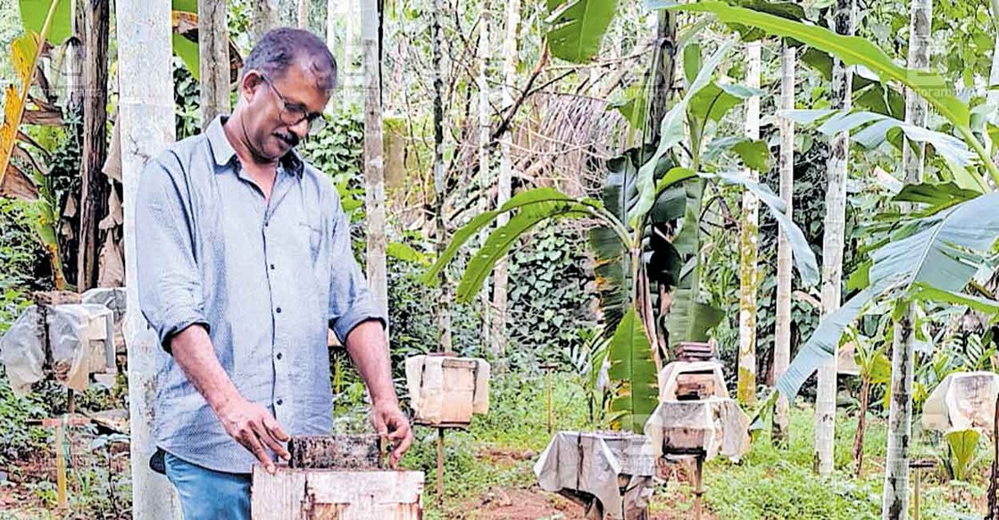 kasargod-bee അമിത മഴയെ തുടർന്ന് തേനീച്ചകൾ ഒഴിഞ്ഞു പോയ കൂട് പരിശോധിക്കുന്ന തേനീച്ച കർഷകൻ കോളിച്ചാലിലെ റോയി പുന്നാംകുഴി.