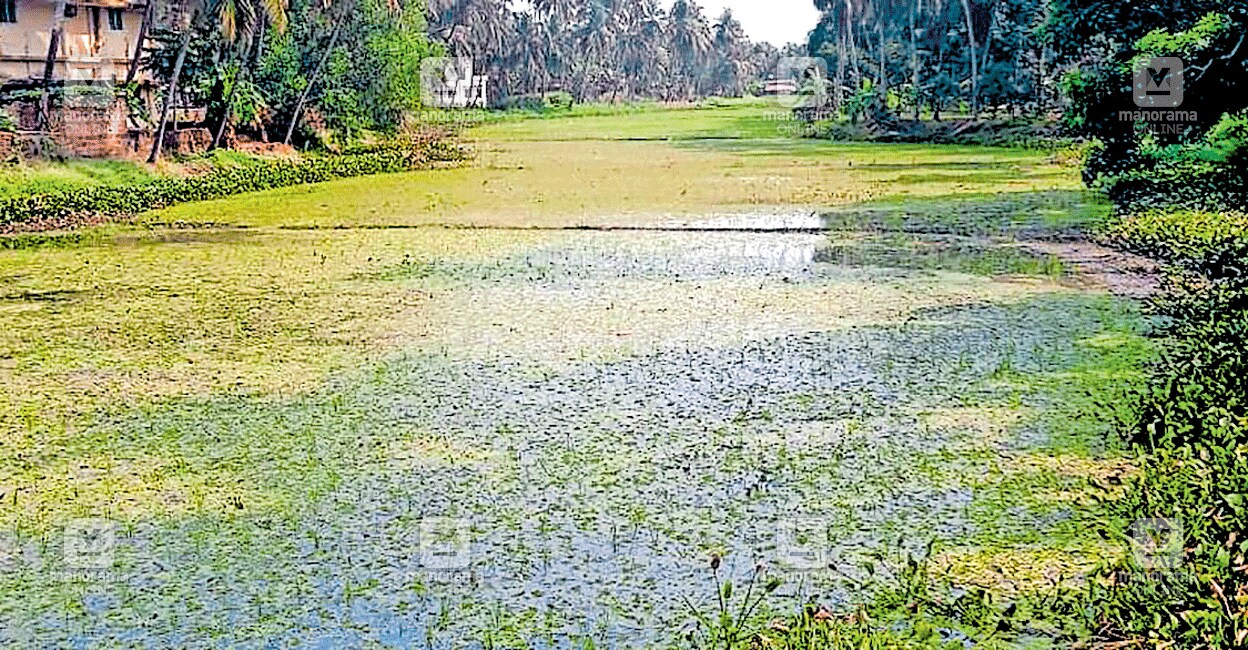 തോട്ടിലെ ഒഴുക്ക് നിലച്ചു; നെൽക്കൃഷി ‘വെള്ളത്തിൽ’ | Kanhangad | Punchavi ...