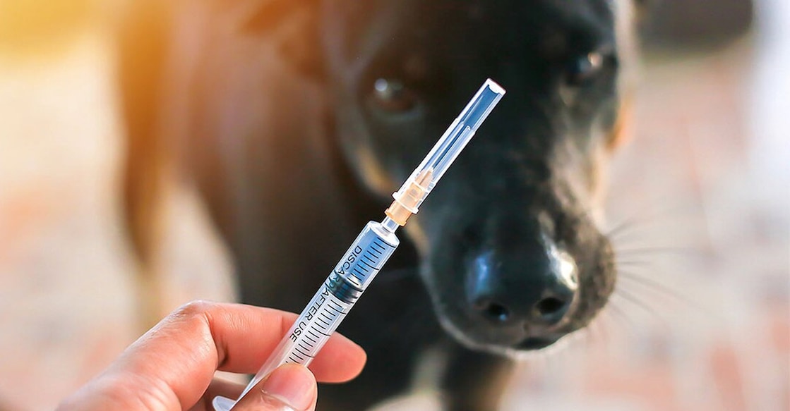 rabies-vaccine-shutterstock rabies-vaccine-shutterstock