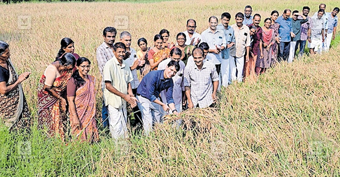 കെഎസ്കെടിയു ബല്ല വില്ലേജ് കമ്മിറ്റിയുടെ ബല്ല കൃഷികൂട്ടത്തിന്റെ നെൽകൃഷി കൊയ്ത്തുത്സവം കാഞ്ഞങ്ങാട് സബ് കലക്ടർ പ്രതീക് ജെയിൻ ഉദ്ഘാടനം ചെയ്യുന്നു.
