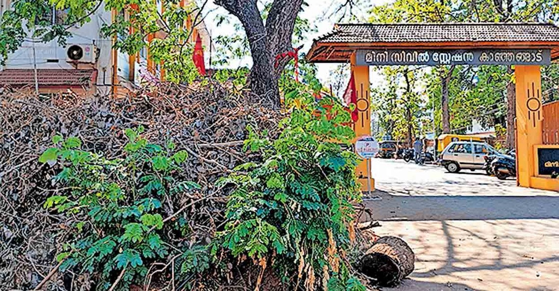 കാഞ്ഞങ്ങാട് മിനി സിവിൽ സ്റ്റേഷന് മുൻപിൽ മുറിച്ചിട്ട മരം നീക്കം ചെയ്യാതെ കിടക്കുന്നു.  