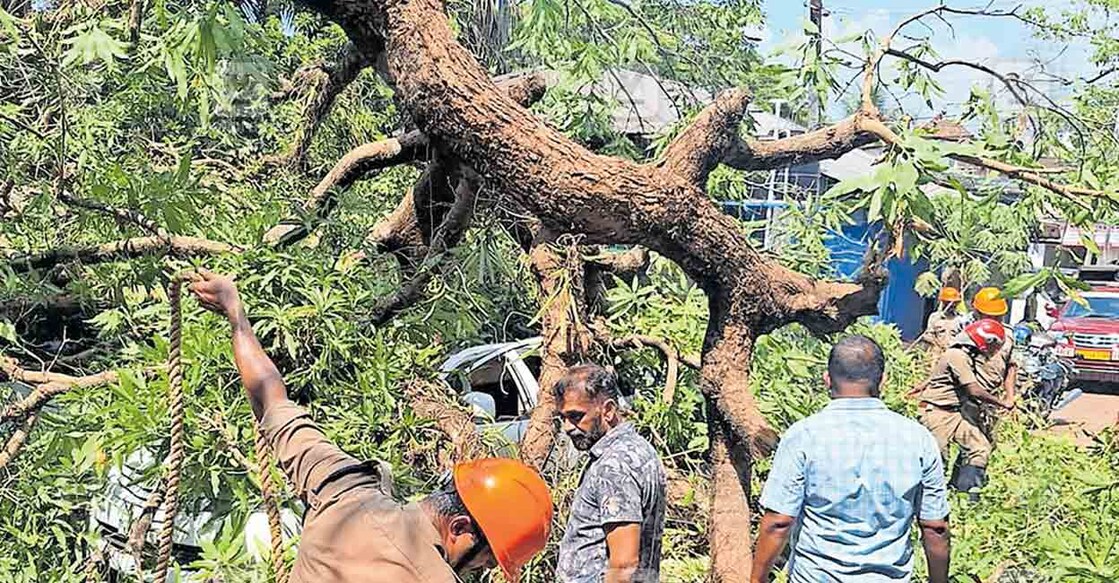 പുതിയകോട്ടയിൽ കാറുകൾക്ക് മുകളിൽ വീണ മരം മുറിച്ചു മാറ്റുന്ന അഗ്നിരക്ഷാസേനയും സിവിൽ ഡിഫൻസ് അംഗങ്ങളും.  