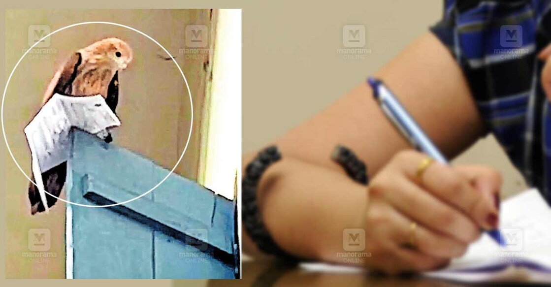 റാഞ്ചിയെടുത്ത ഹാൾടിക്കറ്റുമായി പരുന്ത്.  