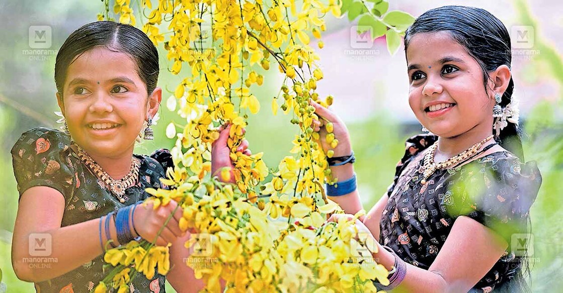 ഐശ്വര്യത്തിന്റെയും സമൃദ്ധിയുടെയും സന്ദേശവുമായി നാളെ വിഷു. പൂവിട്ട കണിക്കൊന്നകളാണ് എങ്ങും. വിഷുപ്പുലരിയിൽ കണിയൊരുക്കാൻ കൊന്നപ്പൂക്കൾ ശേഖരിക്കുന്ന കുട്ടികൾ. 
ചിത്രം:അഭിജിത്ത് രവി/മനോരമ  