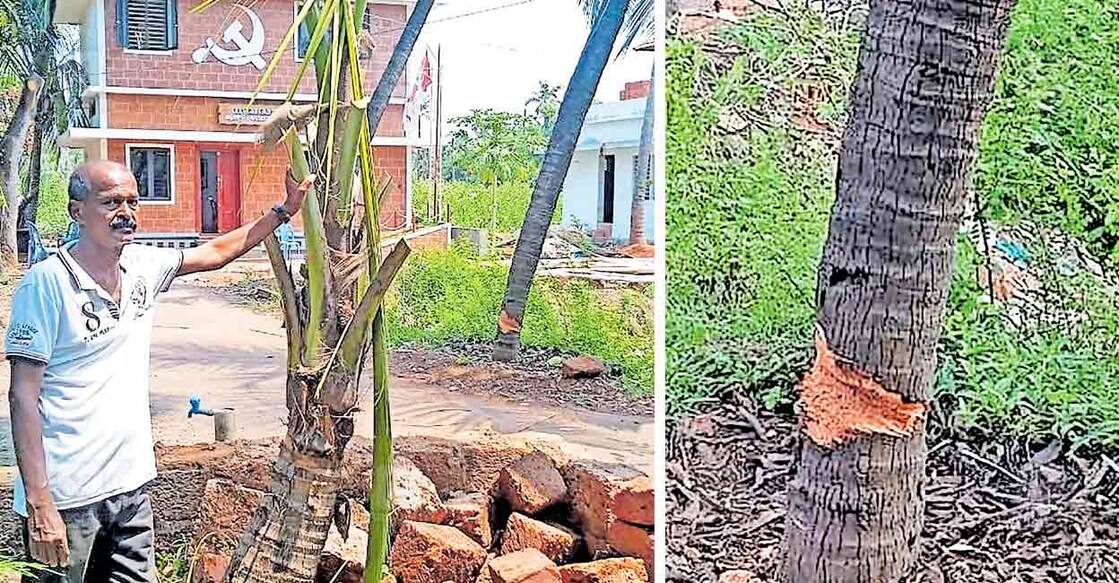 1) സിപിഎം പ്രവർത്തകർ വെട്ടി നശിപ്പിച്ച തെങ്ങിന്റെയും തകർത്ത മതിലിന്റെയും സമീപം എ.ജയരാജൻ. പുറകിലായി പാതി മുറിച്ചുവിട്ട തെങ്ങും കാണാം. 2) പാതി മുറിച്ചുവിട്ട തെങ്ങ്. 
