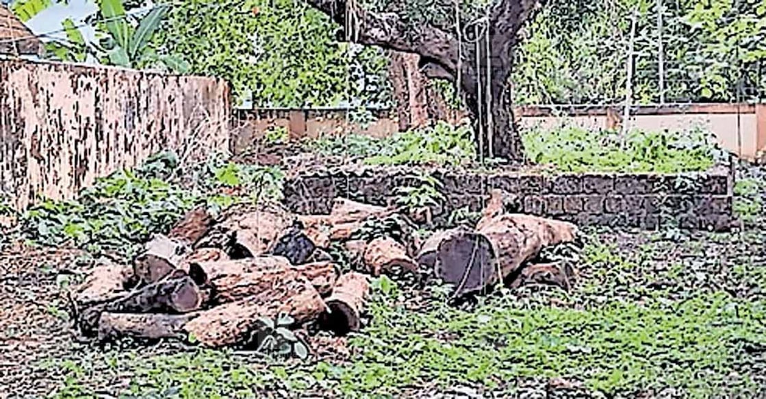 Jackfruit-tree-seizure ലക്ഷങ്ങൾ വിലപിടിപ്പുള്ള മരം റെസ്റ്റ് ഹൗസിനു പിന്നിൽ നശിക്കുന്ന നിലയിൽ.