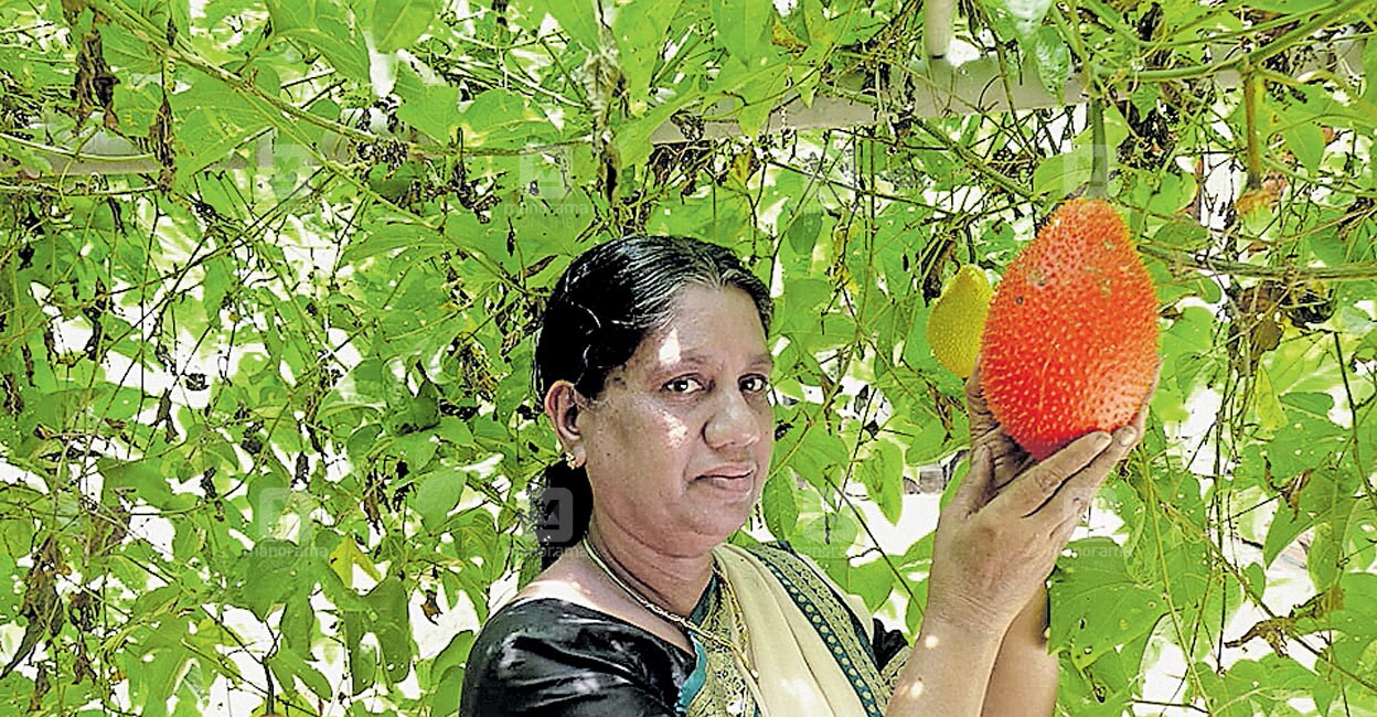 ഗാഗ് ഫ്രൂട്ട് ചവറയിലും വിളയും
