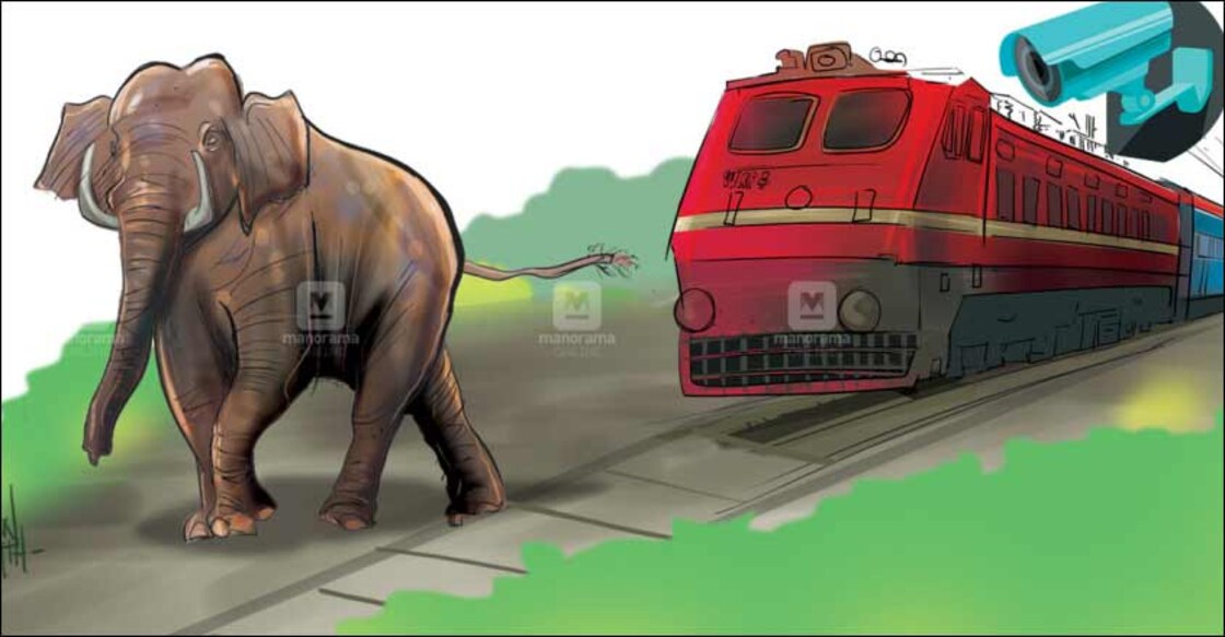 elephant-crossing-track