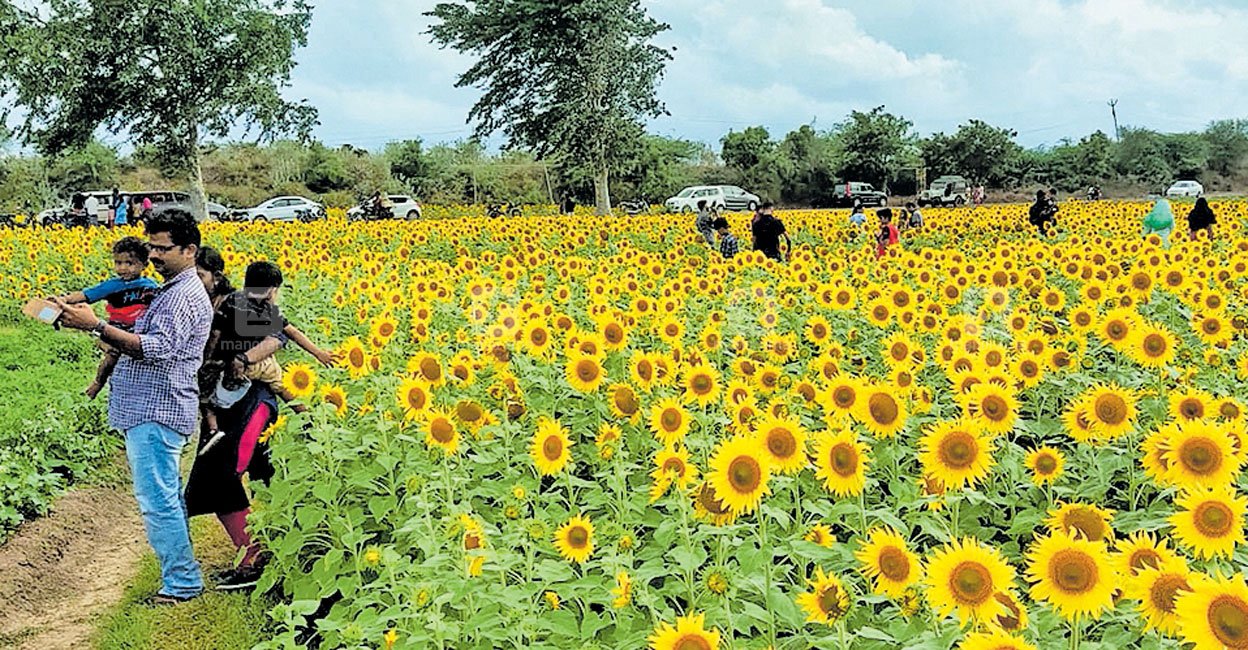 സൂര്യകാന്തിപ്പടം പിടിക്കാൻ മലയാളിപ്പട ഒരു മാസമായി തിരക്കൊഴിഞ്ഞ