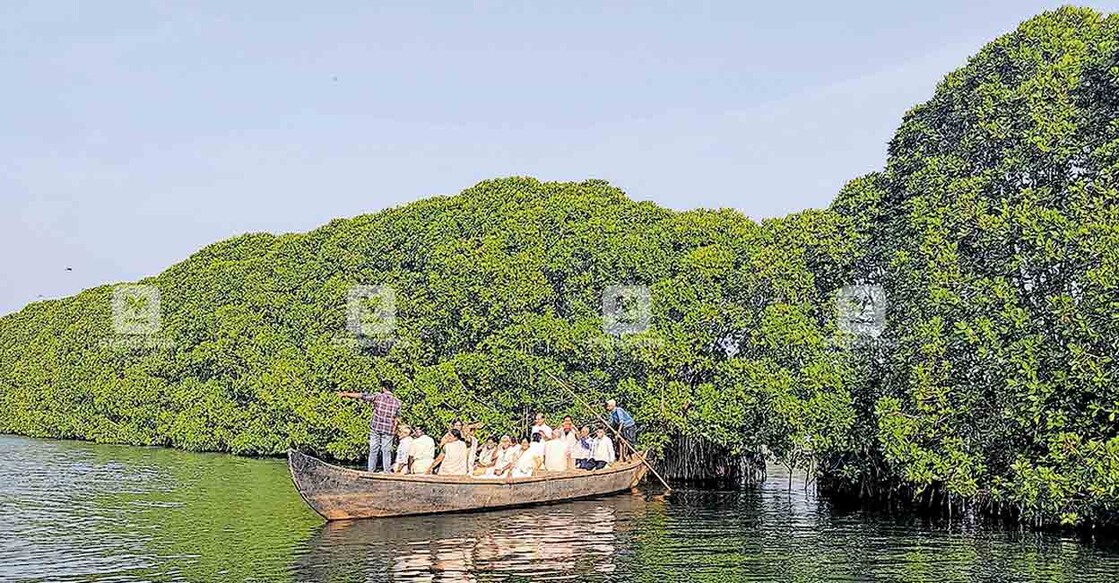  നെടുങ്ങോലം മാലാക്കായലിലെ കണ്ടൽക്കാട് 