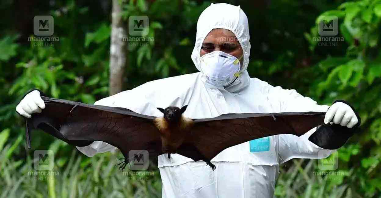 നിപ്പയിൽ ആശ്വാസം; രണ്ടുപേരുടെ ഫലം നെഗറ്റീവ്; 5 പേർ ചികിത്സയിൽ | nipah ...