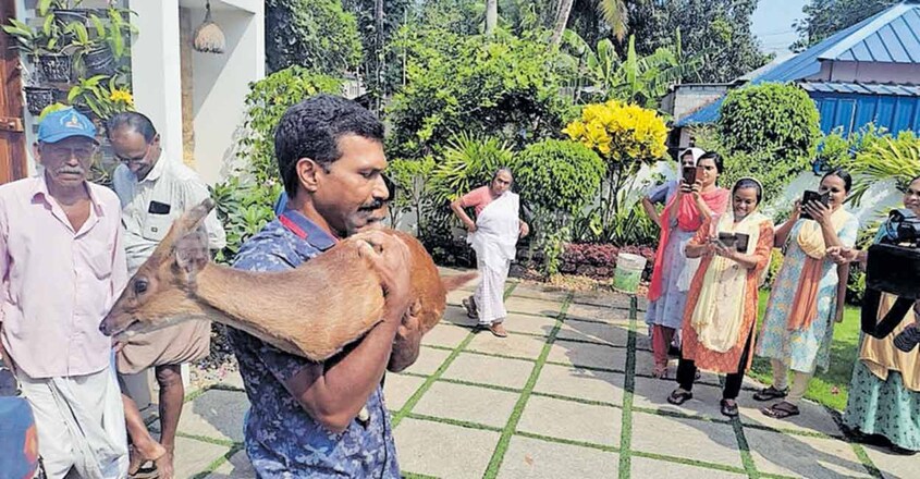 വീട്ടിലെ കിടപ്പുമുറിയിൽ ഓടിക്കയറി കേഴമാൻ; വീടിനു പിന്നിൽ നക്ഷത്ര ആമ