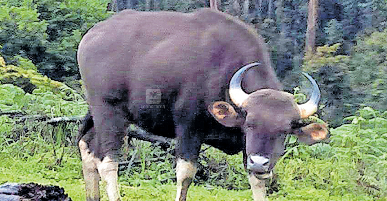 കാട്ടുപോത്ത് കടയ്ക്കലിൽ; ആളുകൾ പരിഭ്രാന്തിയിൽ