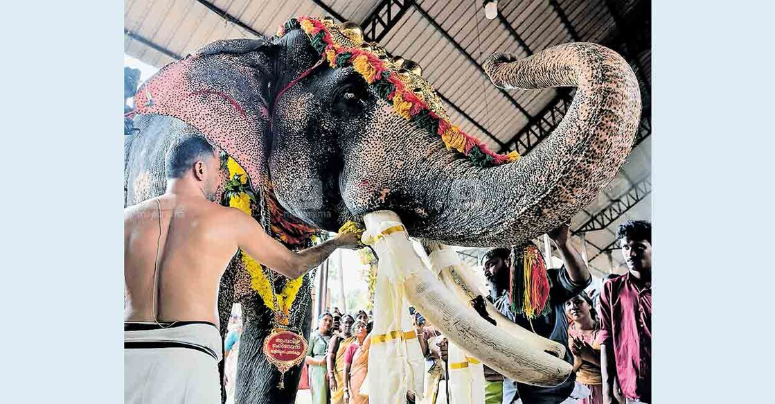 വിനായക ചതുർഥിയോടനുബന്ധിച്ച് കൊട്ടാരക്കര മഹാ ഗണപതി ക്ഷേത്രത്തിൽ നടന്ന ആനയൂട്ട്.  
ചിത്രം∙മനോരമ  