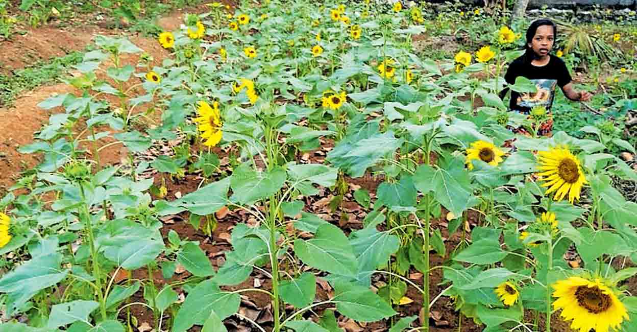 സംഘ കൃഷിയുടെ വിജയഗാഥ; തരിശു ഭൂമിയിൽ സൂര്യകാന്തിത്തോട്ടം
