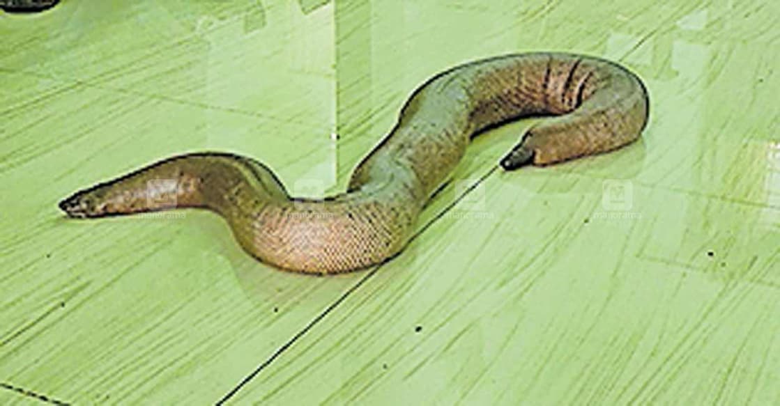 western-blind-snake-kollam ഇരുതലമൂരി