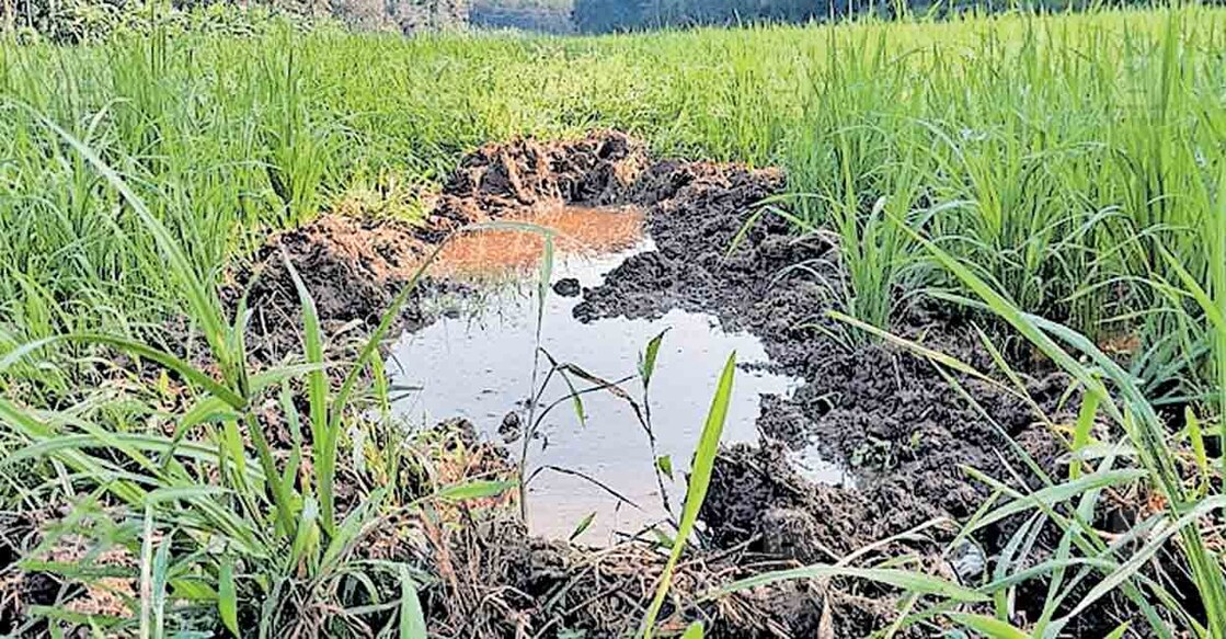 kollam-wild-boar-attack കല്ലുവാതുക്കൽ നടയ്ക്കൽ ഏലായിൽ കാട്ടുപന്നിക്കൂട്ടം നെൽക്കൃഷി നശിപ്പിച്ച നിലയിൽ.