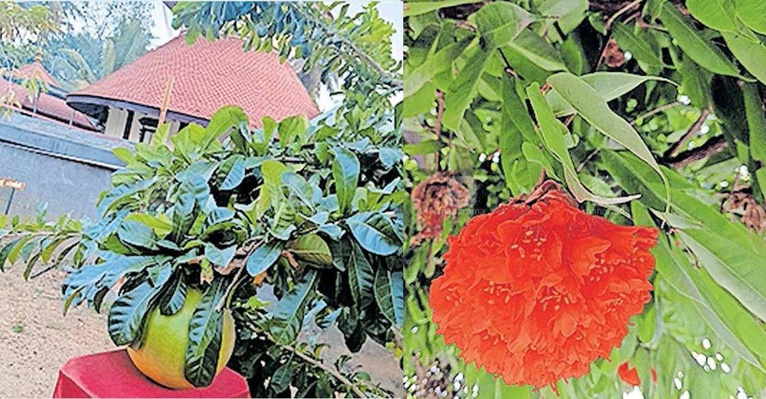 found-rare-species-of-tree-and-plants-in-kollam പൂങ്കാവനത്തിലെ കമണ്ഡലം വൃക്ഷവും കായും,ശിംശപാ
വൃക്ഷവും പൂവും.