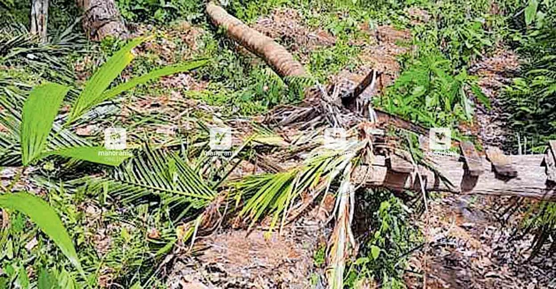 ചെമ്പനരുവിയിൽ സൂസമ്മ  മാത്യുവിന്റെ പുരയിടത്തിലെ തെങ്ങ് കാട്ടാന പിഴുതിട്ട നിലയിൽ  
