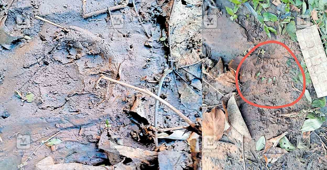 kollam-tiger-attack അലിമുക്ക്–ആനകുളത്ത് പുലിയുടേതെന്ന സംശയിക്കുന്ന കാൽപാട്, 2)അലിമുക്ക് ആനകുളത്ത് ആടിനെ പിടിച്ച പുലിയുടേതെന്ന് സംശയിക്കുന്ന കാൽപാട്