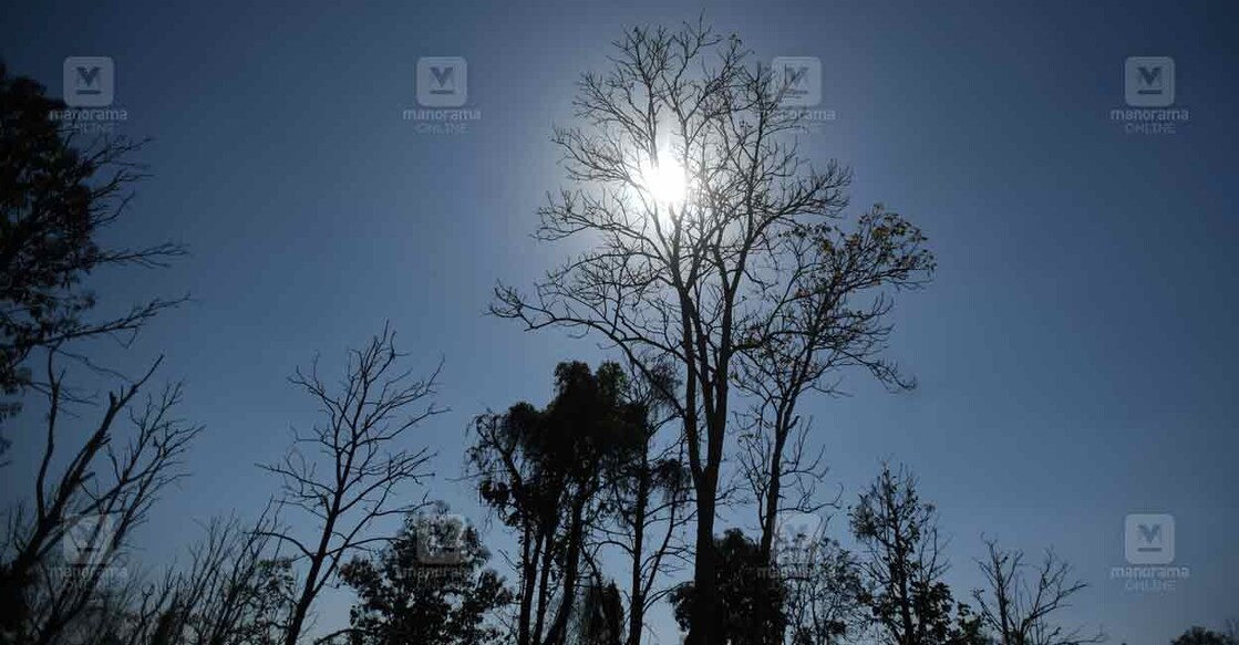 കനത്ത ചൂടിൽ മരങ്ങളുടെ ഇലകൾ കെ‍ാഴിഞ്ഞ് ഉണങ്ങാൻ തുടങ്ങിയപ്പോൾ. (ഫയൽ ചിത്രം ∙ മനോരമ)