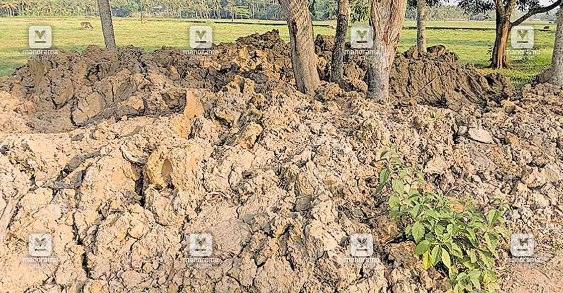 Kollam-kaniyam-thoddu- കണിയാംതോടിന്റെ ആഴം കൂട്ടുന്നതിന്റെ ഭാഗമായി എടുത്ത ചെളി തോടിന്റെ അരികിൽ കൂട്ടിയ നിലയിൽ.