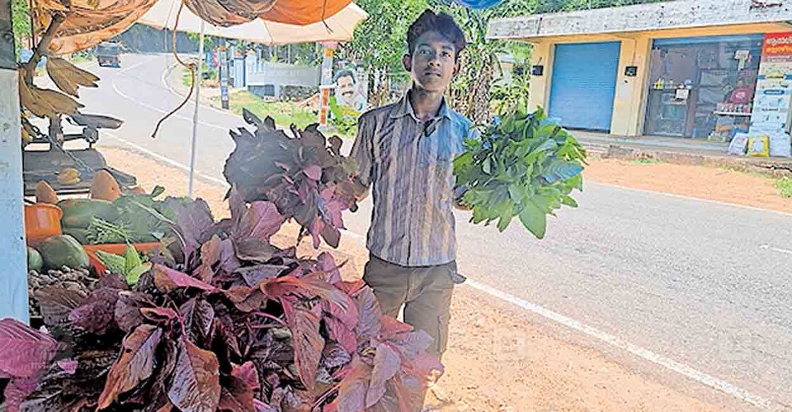പഴഞ്ഞിക്കടവ് പുത്തൻവിള വീട്ടിൽ ജിഫിൻ ചീര വിൽപ്പനയ്ക്കിടെ.  