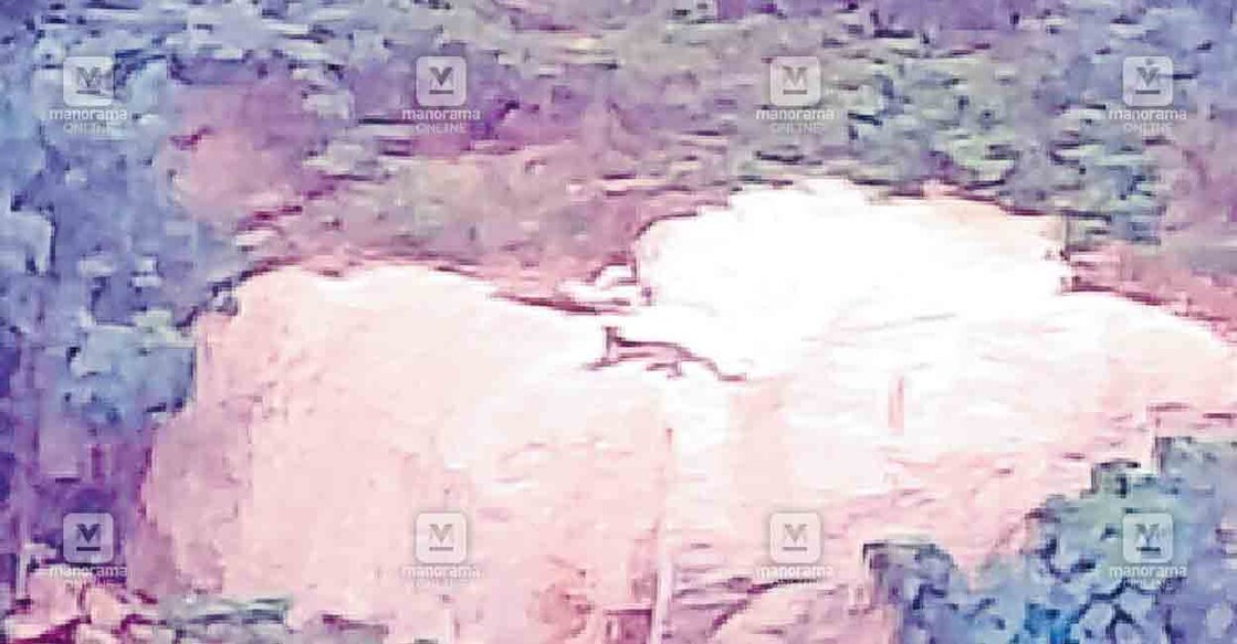 kollam-tiger-1 ഫാമിങ് കോർപറേഷനിലെ ചിതൽവെട്ടി എസ്റ്റേറ്റ് വെട്ടി അയ്യം ഭാഗത്ത് പാറപ്പുറത്ത് ഉറങ്ങുന്ന പുലി. ഓട്ടോ ഡ്രൈവർ പകർത്തിയ ചിത്രം.